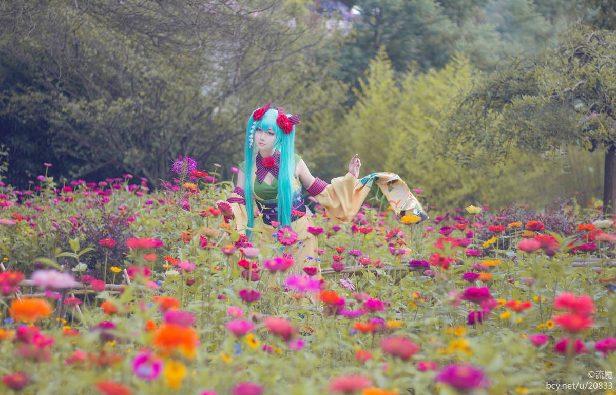 miku 异国的歌姬 雏菊和服 (13)