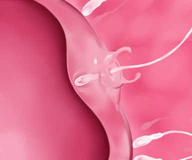 fec_a003